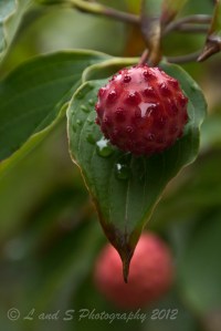 Town of Peterborough-7766