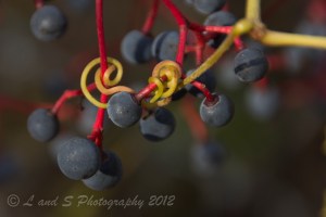 Town of Peterborough-8001