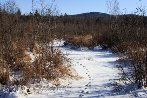 I think I just missed Bambi