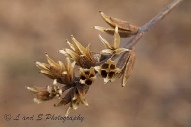 2Feb2 Harrisville-2618