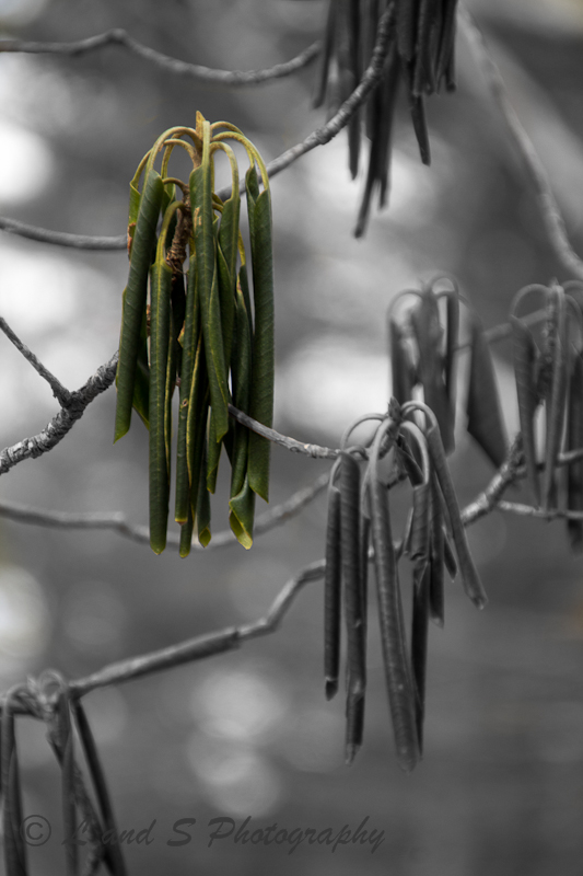 2Feb2 Harrisville-2645