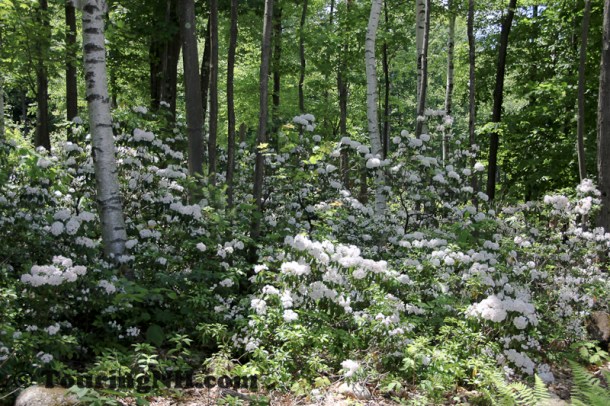 June21 Wilton Mountain Laurel-028