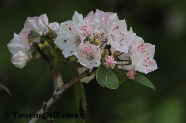 June21 Wilton Mountain Laurel-031