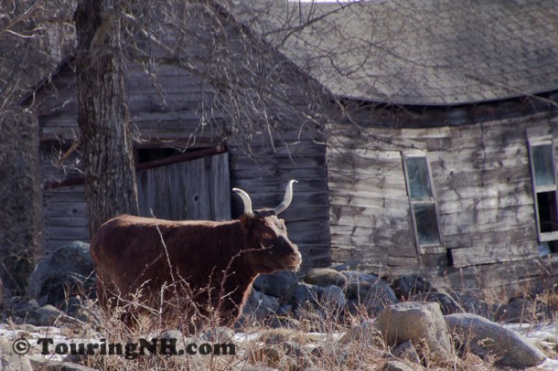 Check out those horns!