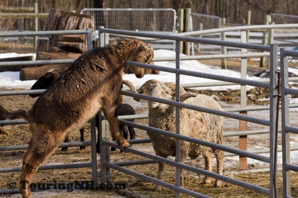 Neighborly chat over the fence