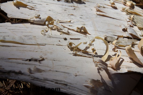 I love the texture of the birch