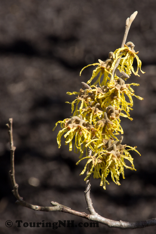 Witch Hazel was bright against the backdrop of black mulch in the gardens