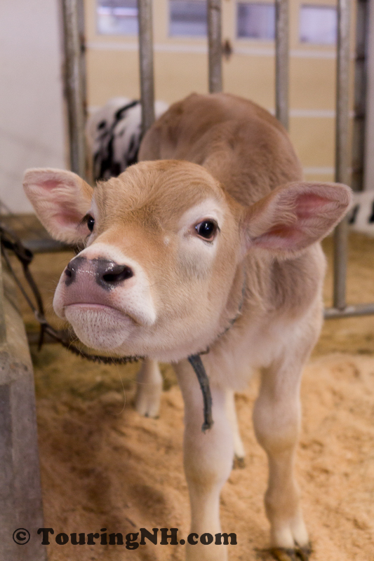 Stonewall Farm -5740