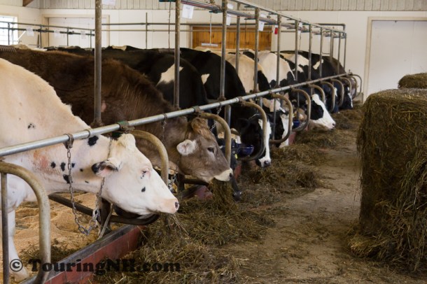 Stonewall Farm -5760