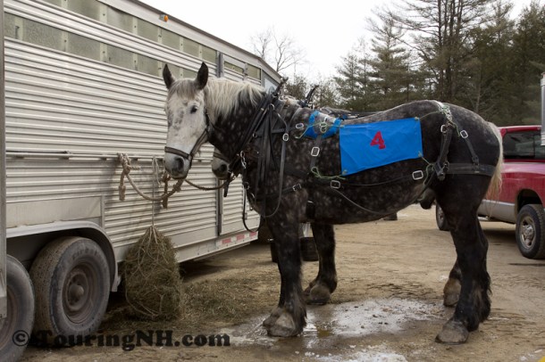 Stonewall Farm -5793