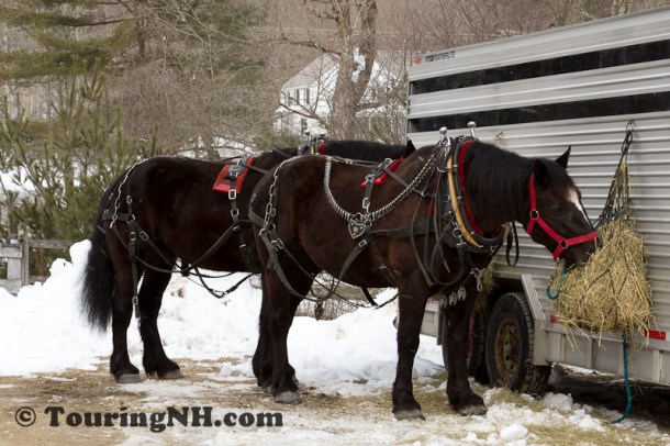 Stonewall Farm -5795