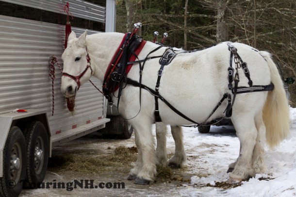 Stonewall Farm -5802