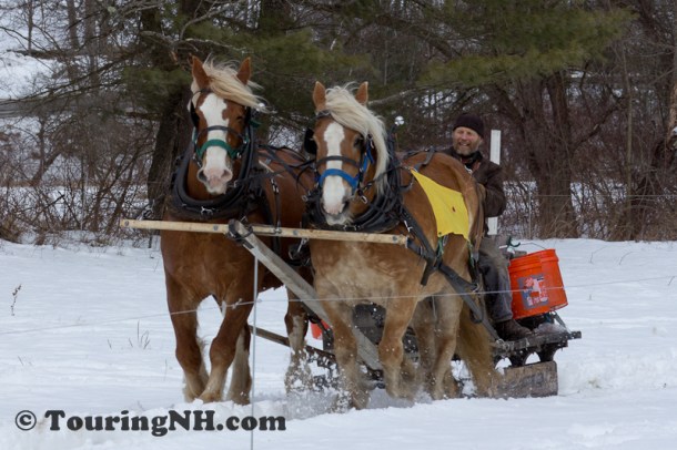 Stonewall Farm -5906