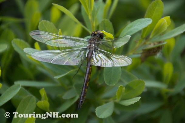 Wentworths Location-0791