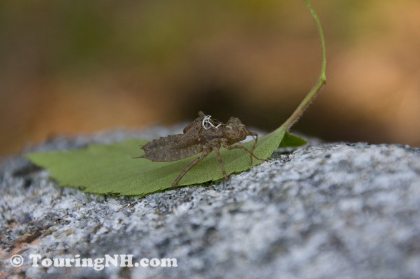 Wentworths Location-0808