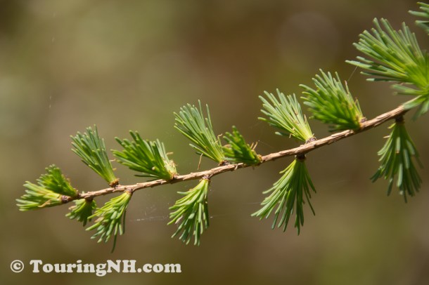 Wentworths Location-9901