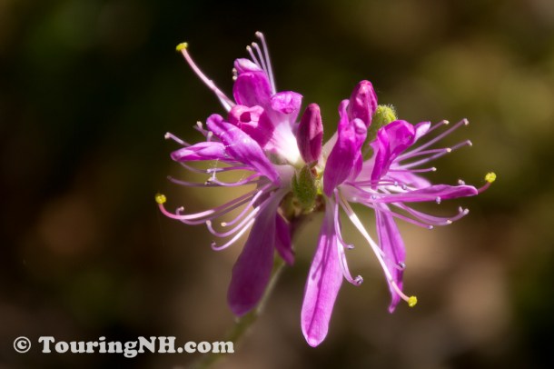 Wentworths Location-9906