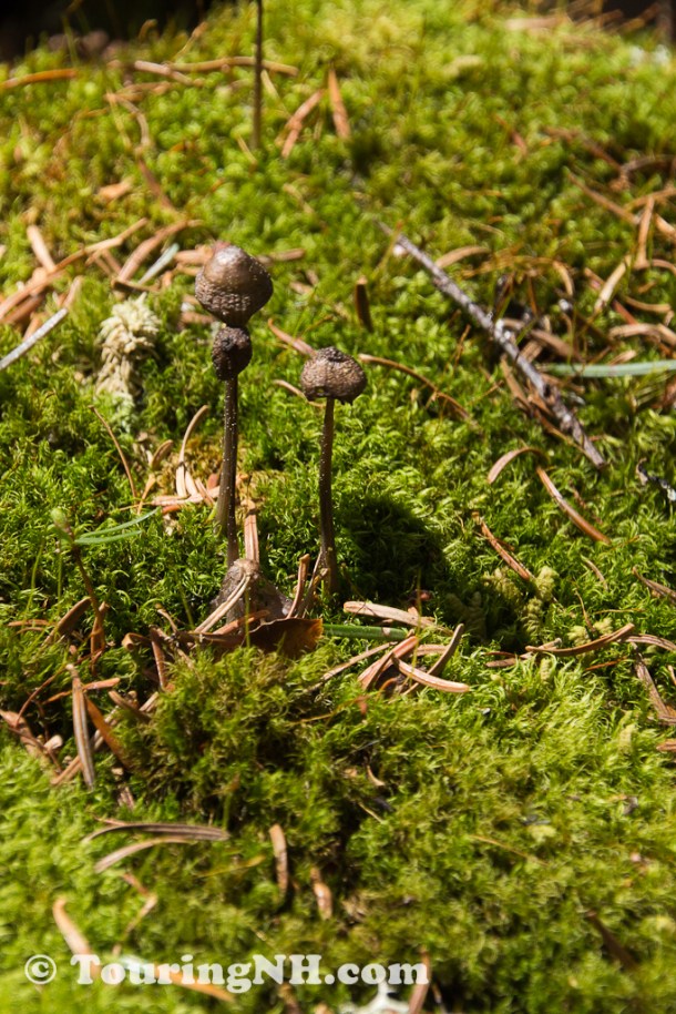 Wentworths Location-9908