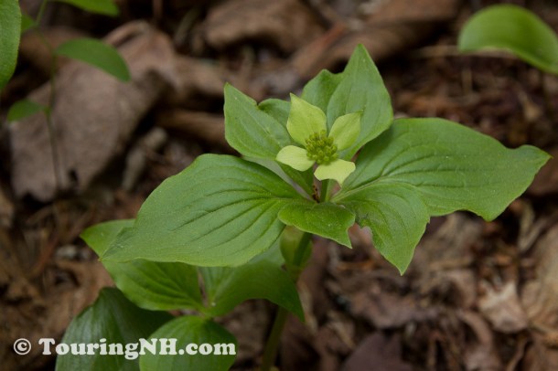 Wentworths Location-9917