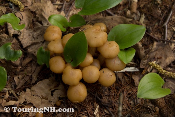 Wentworths Location-9928