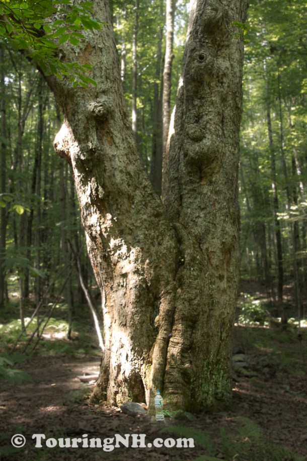 Notice my water bottle at the base of the tree