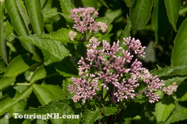 Joe Pye Weed