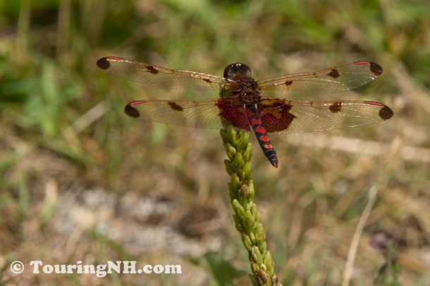 I saw an amazing variety of dragonflies