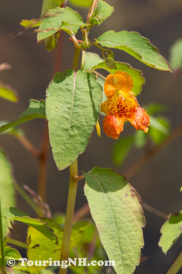 Spotted Jewel Weed