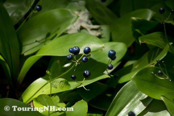 Blue Bead Lily berries
