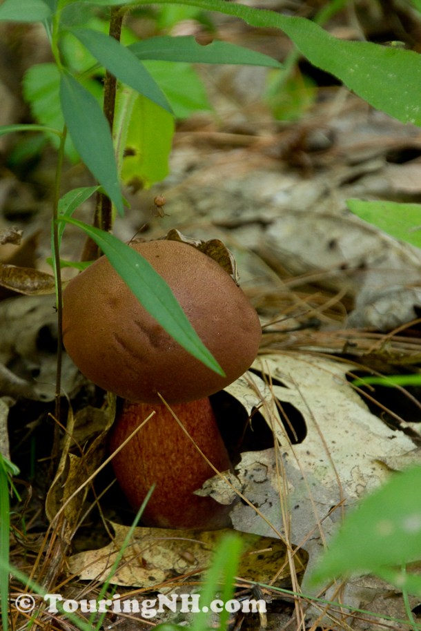 You can tell how small this mushroom is by looking at the oak leaf near it