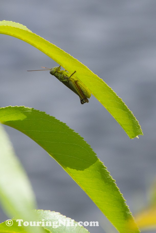 "If I'm on the under side of the leaf, you can't see me"