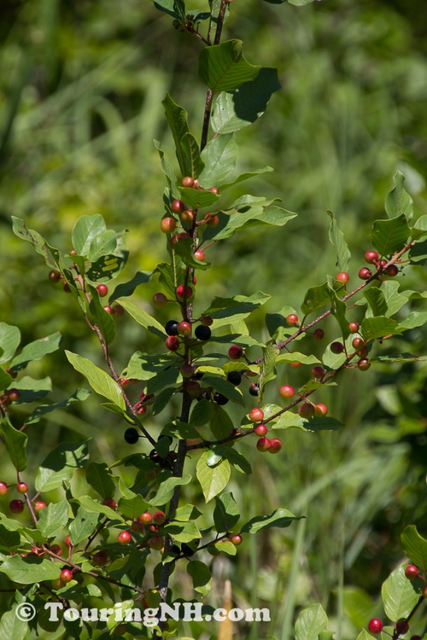 Glossy Buckthorn which is very invasive