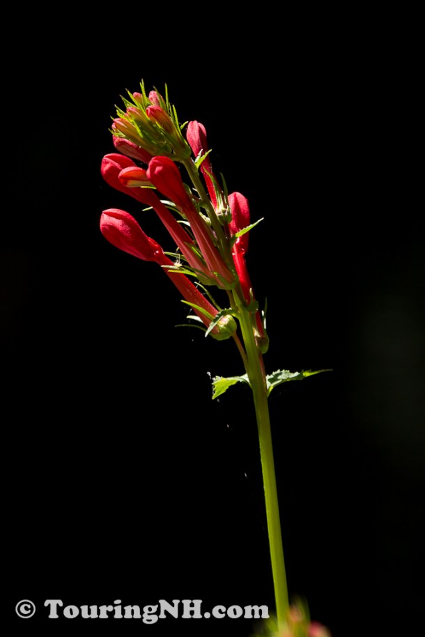 Cardinal Flower bud