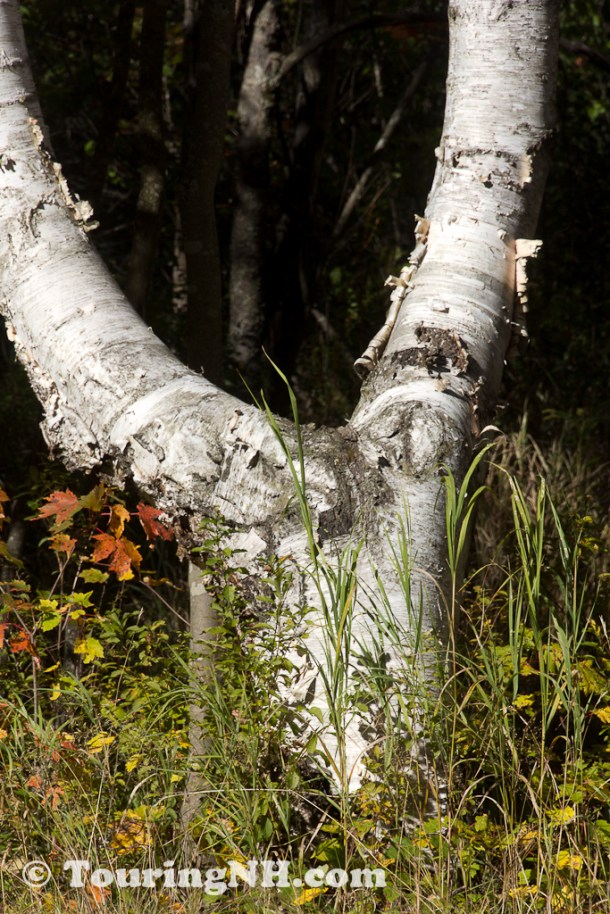 Every time I see it, I think it looks like a man planted upside down