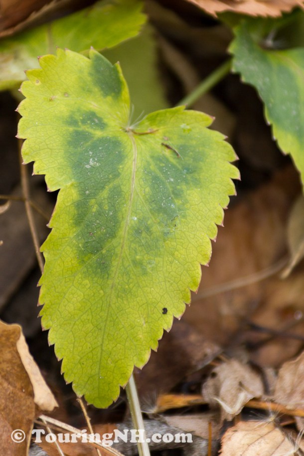 Love the two-tone green