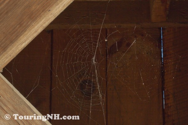 Plenty of spider webs