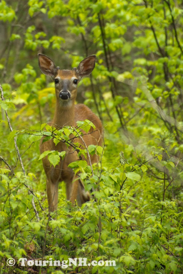 Clarksville - She posed for me for just a brief moment before she bounded off into the woods.