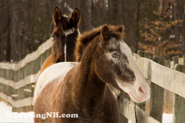 Deering - I was drawn to this horse's blue eyes. I had never before seen a horse with blue eyes