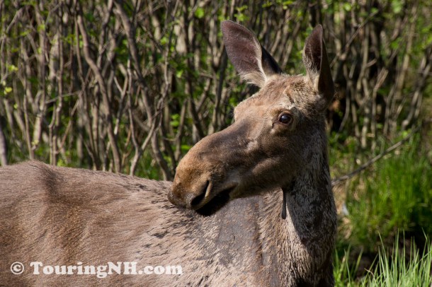 Millsfield - A morning with a moose!