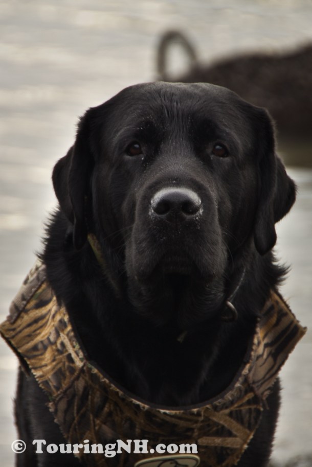 This handsome fellow was very excited to go out duck hunting