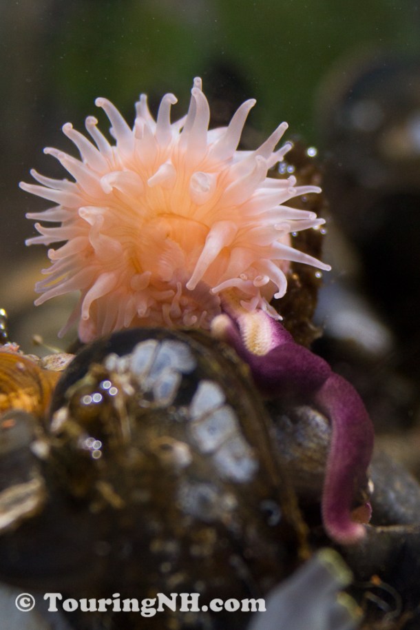 An anemone in one of the aquariums has a hold of a starfish 