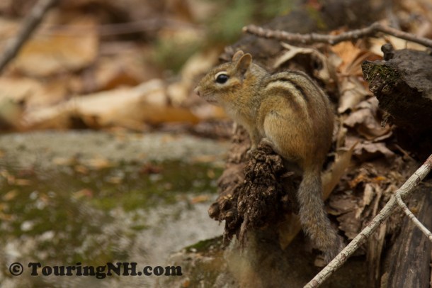 The only wildlife I saw