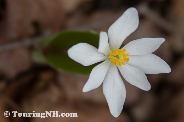 Bloodroot