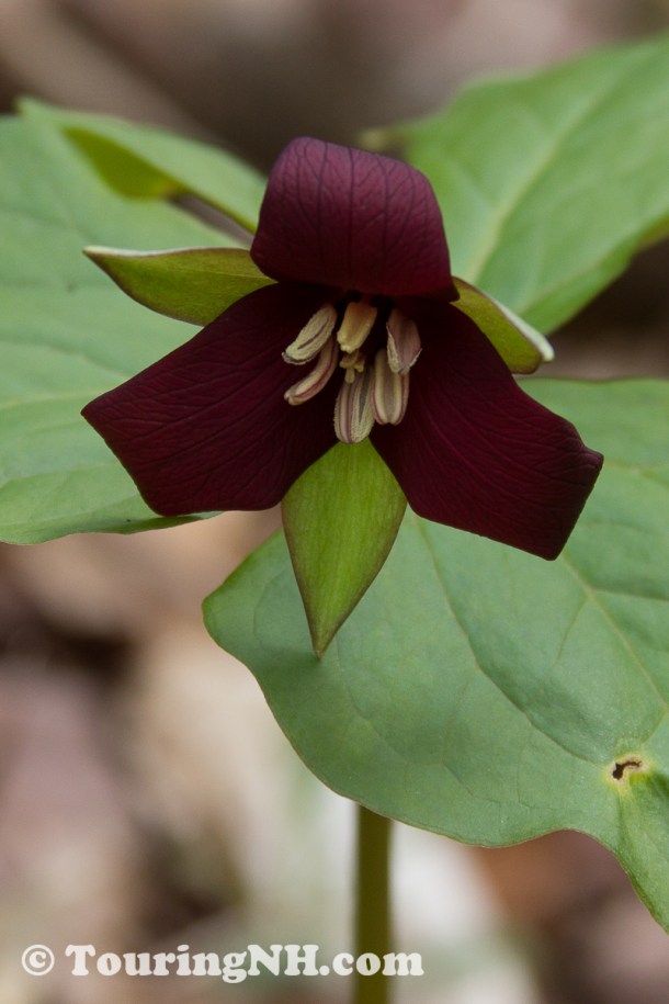 Trillium