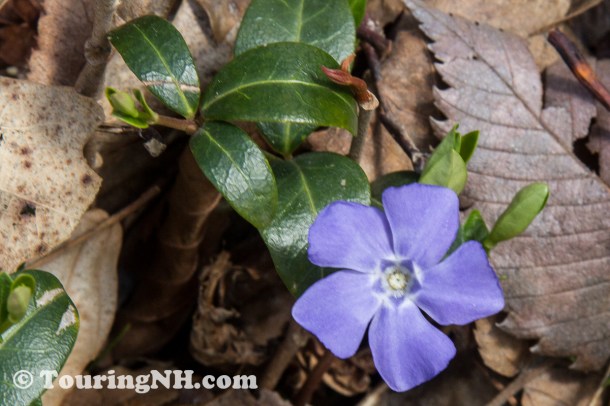 Vinca minor