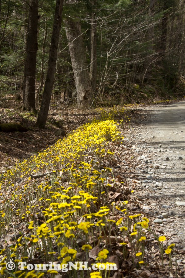 It was like someone painted the sides of the road with coltsfoot