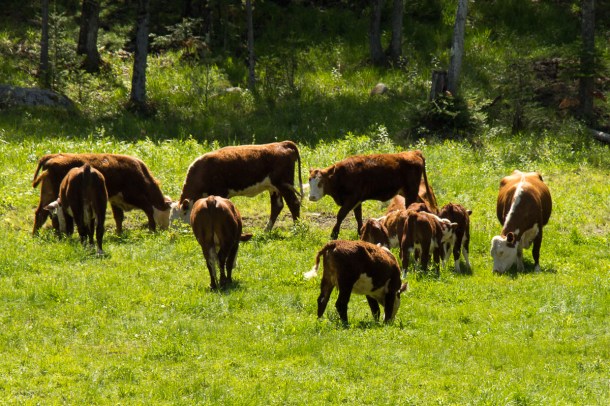 They seemed happy to me