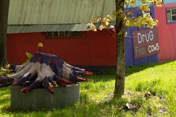 Festive colors and drug free cows, what more could you want?