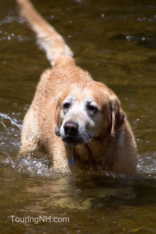 We took the short walk to the back of the campground so Diesel could play fetch in the River. It runs right beside the campground and several of their sites are right on the river's edge.