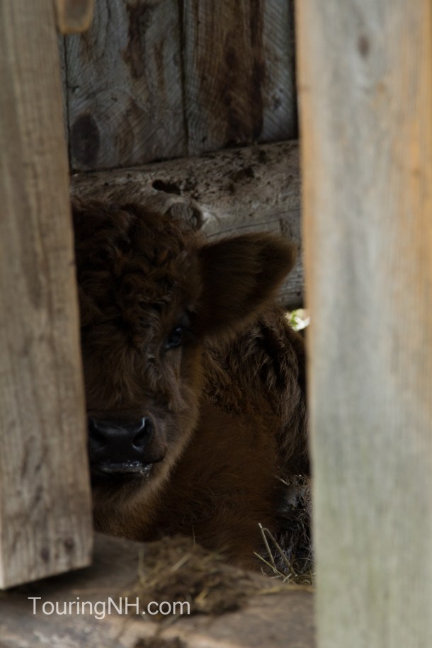 This little cutie is only 2 weeks old.